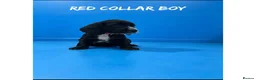 Cocker Spaniel dogs for sale: Working cocker spaniel puppies  - Advert 18