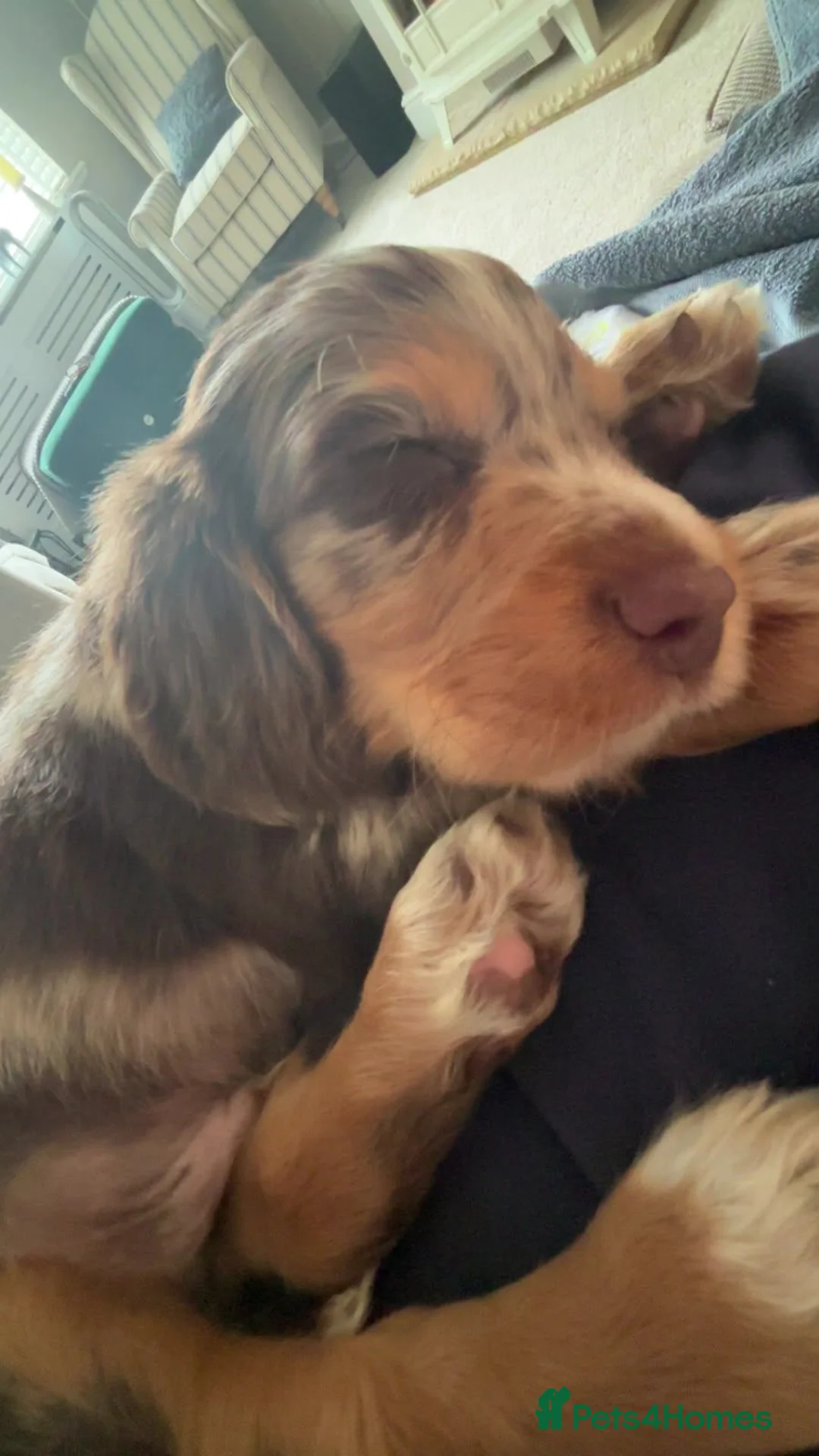 Cocker Spaniel dogs for sale: Cocker spaniel  - Advert 2