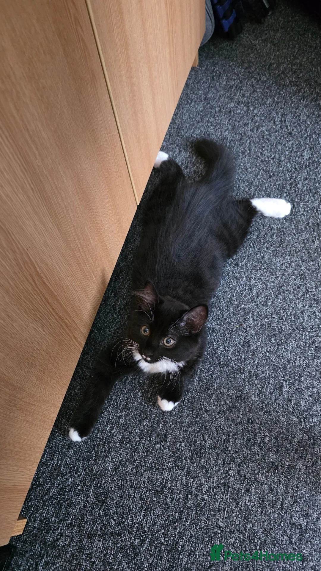 Turkish Angora cats for sale: Beautiful Turkish Angora Male Kitten - Advert 2
