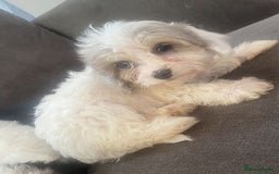 Cockapoo dogs for sale: 5 beautiful cockapoos - Image 1