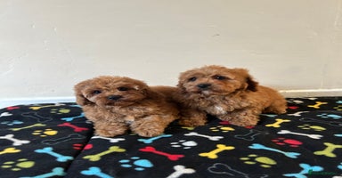 Cavapoo dogs - Advert 7