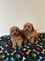 Cavapoo dogs - Advert 1