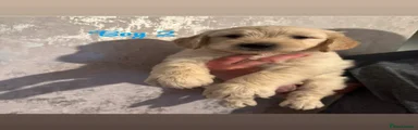 Goldendoodle Puppy boy 2 