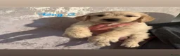 Goldendoodle dogs for sale: Beautiful medium sized goldendoodle puppies  - Advert 5