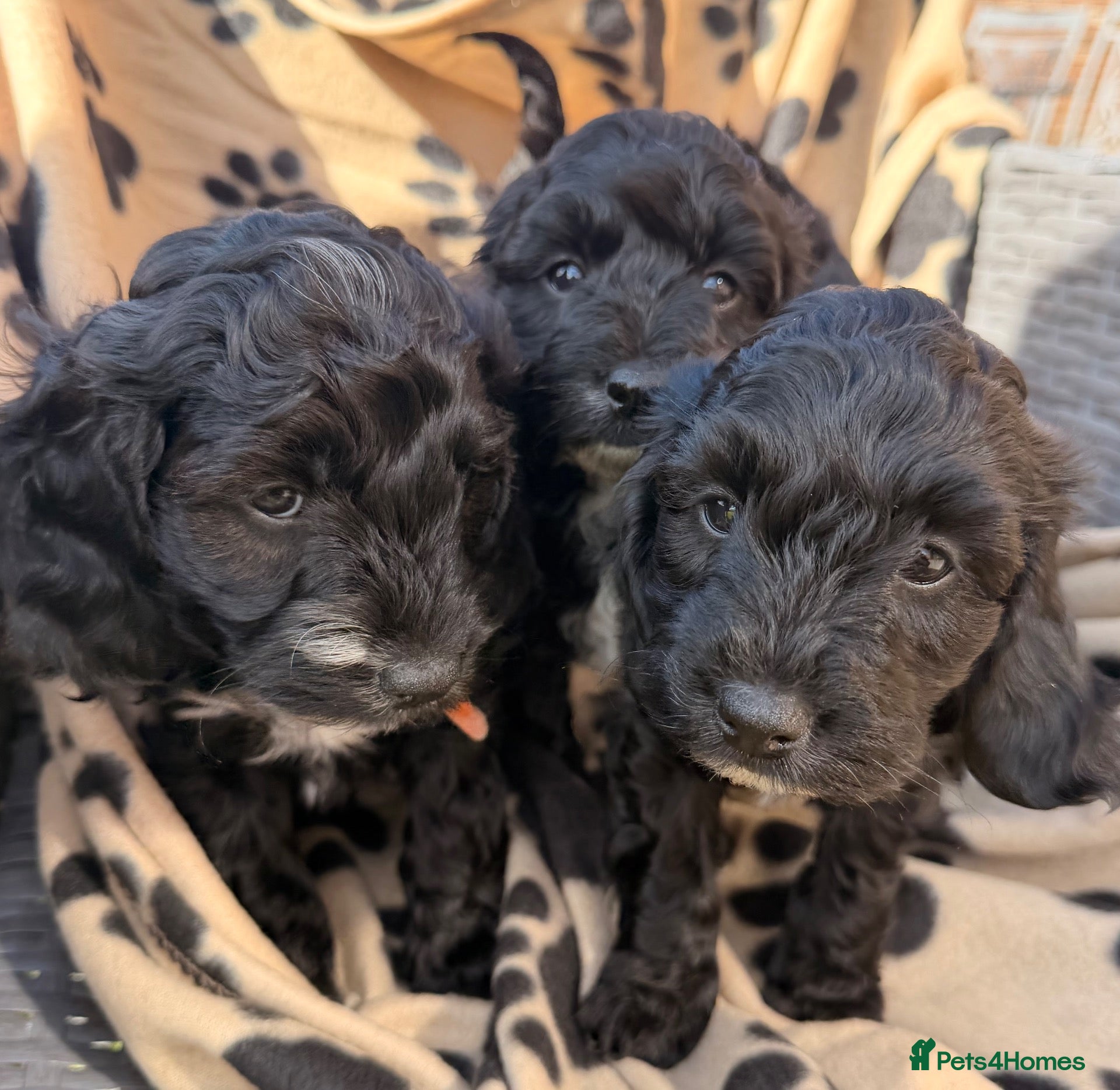 Cockapoo dogs Beautiful cockerpoo puppies  - Advert 1