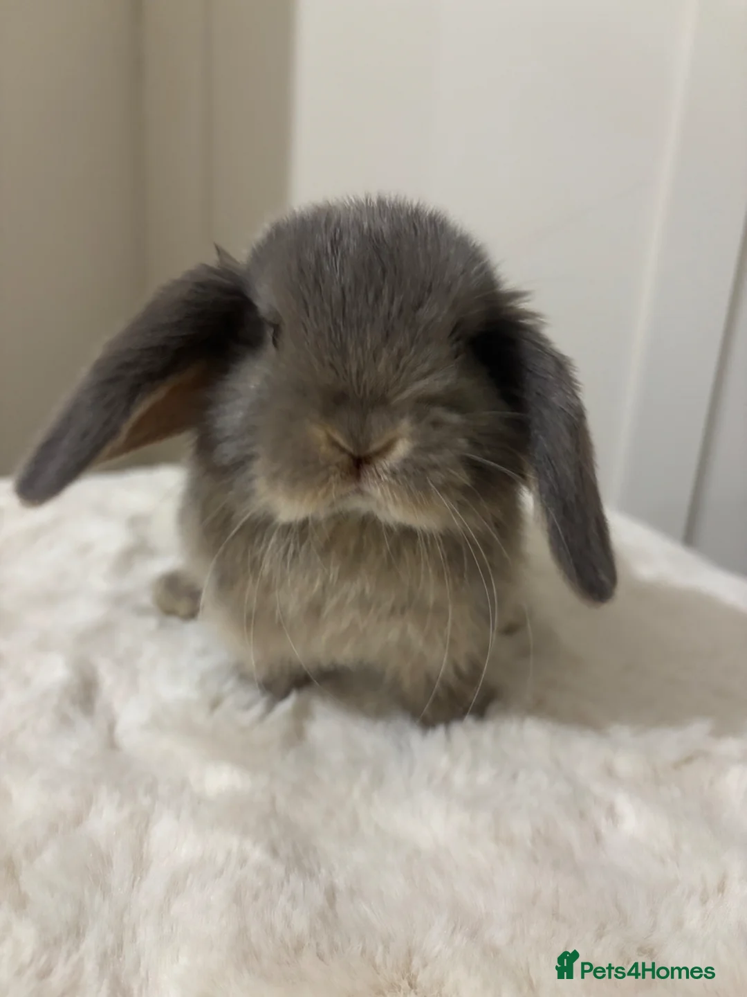 Mini Lop rabbits for sale: Gorgeous mini lop babies boy and girl  in Kettering - Advert 2