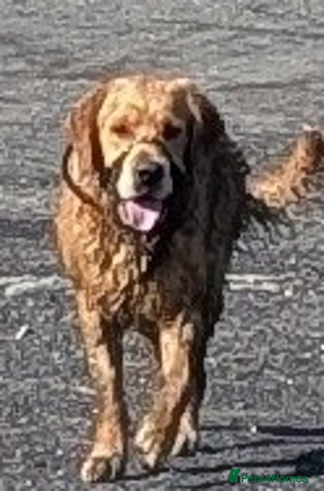 Golden Retriever dogs for stud: KC health and hip check golden retriever  - Image 9