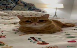 British Shorthair cats for sale: Ginger British Short Hair in Need of a Loving Home - Image 8