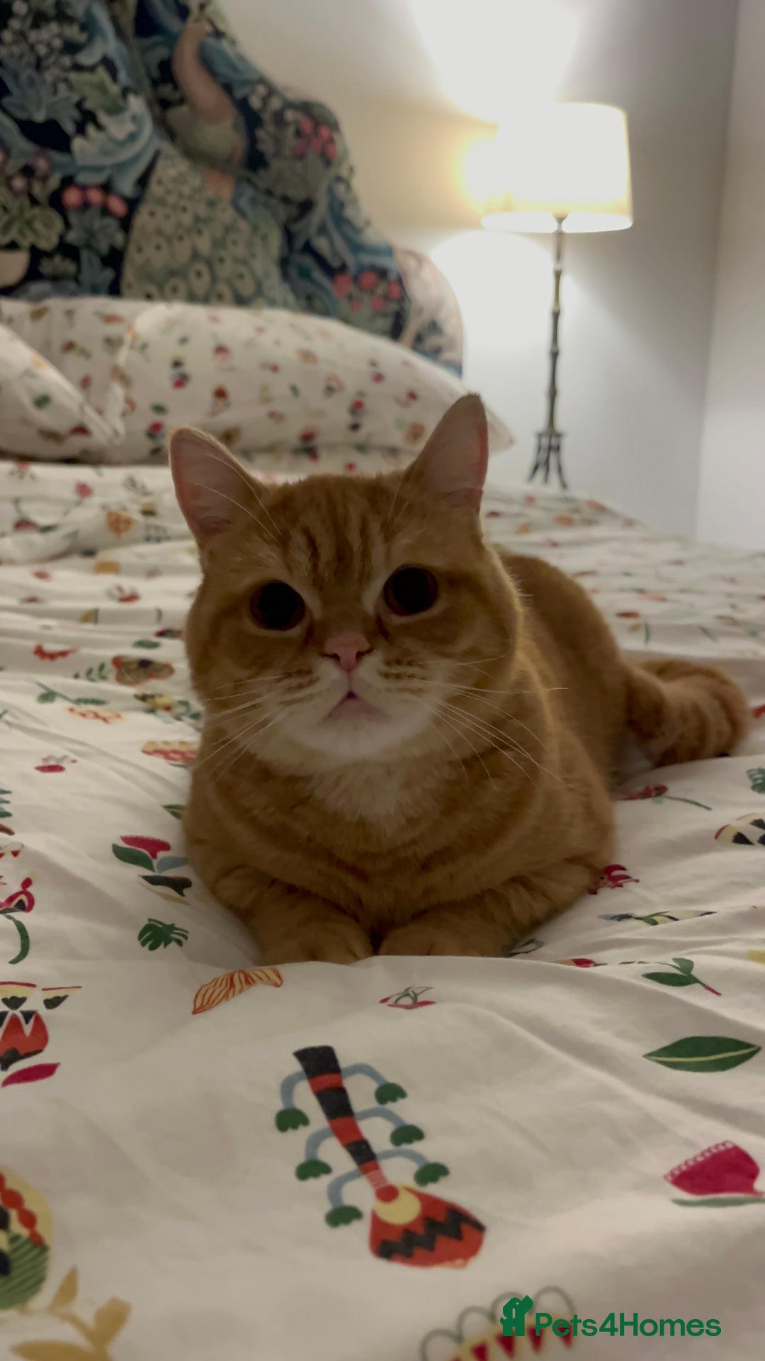 British Shorthair cats for sale: Ginger British Short Hair in Need of a Loving Home - Image 8