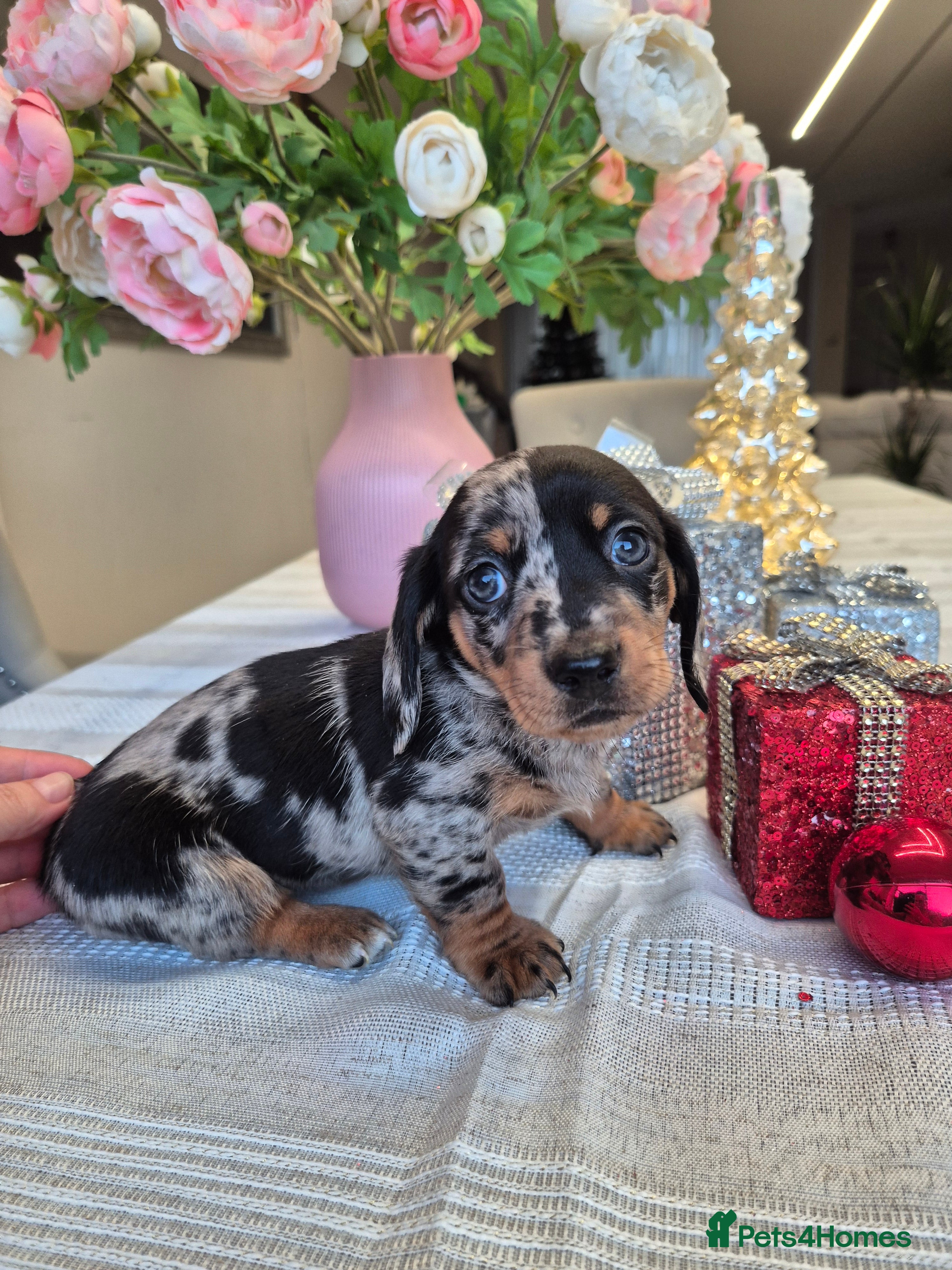 Dachshund dogs 💙Miniature Dachshund puppies! First litter!🩷  - Advert 2