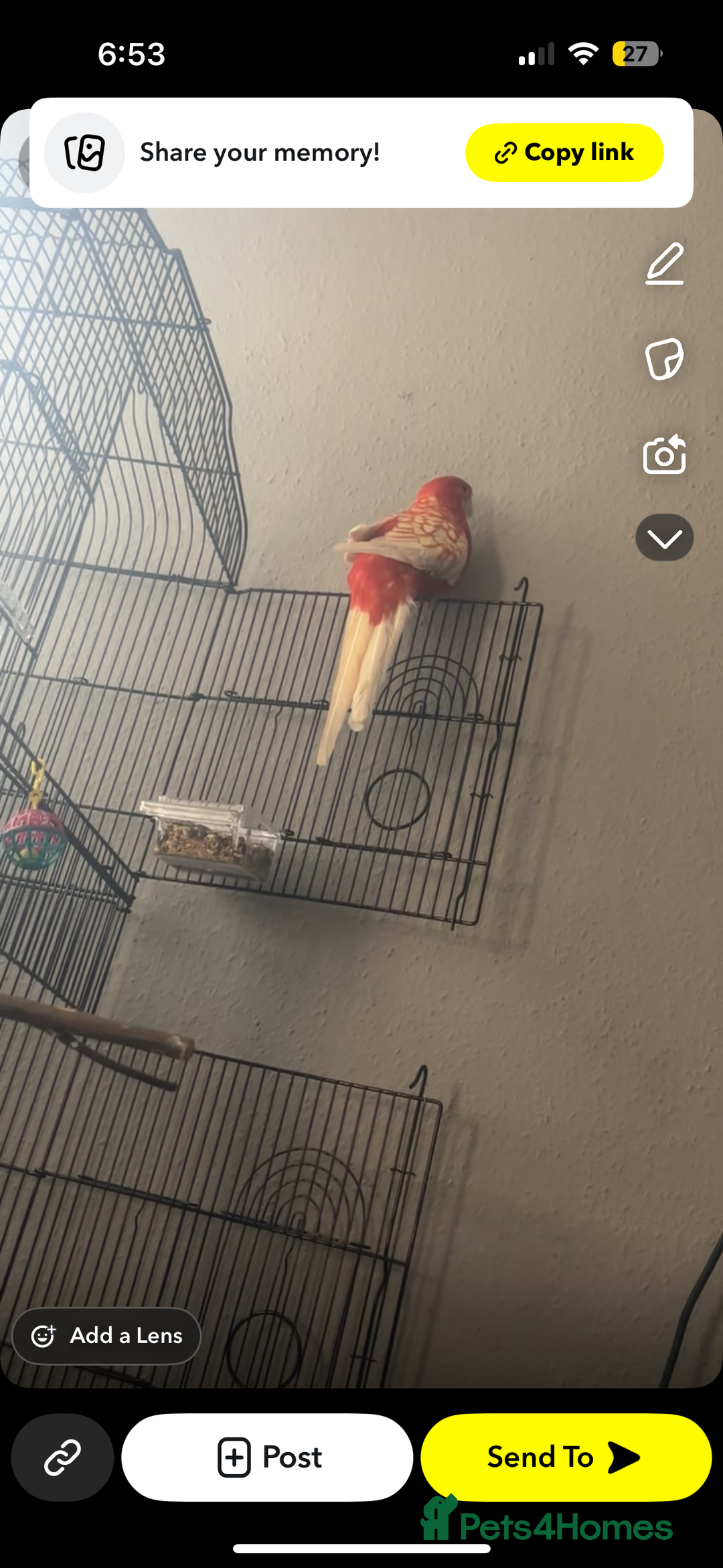 Parakeets birds for sale: Rubino rosella - Advert 2