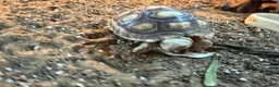Tortoise reptiles for sale: Sulcatas tortoise and enclosure  in Southend-on-Sea - Advert 3