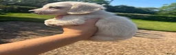 Miniature Dachshund dogs for sale: Cream miniature dachshund  - Advert 8