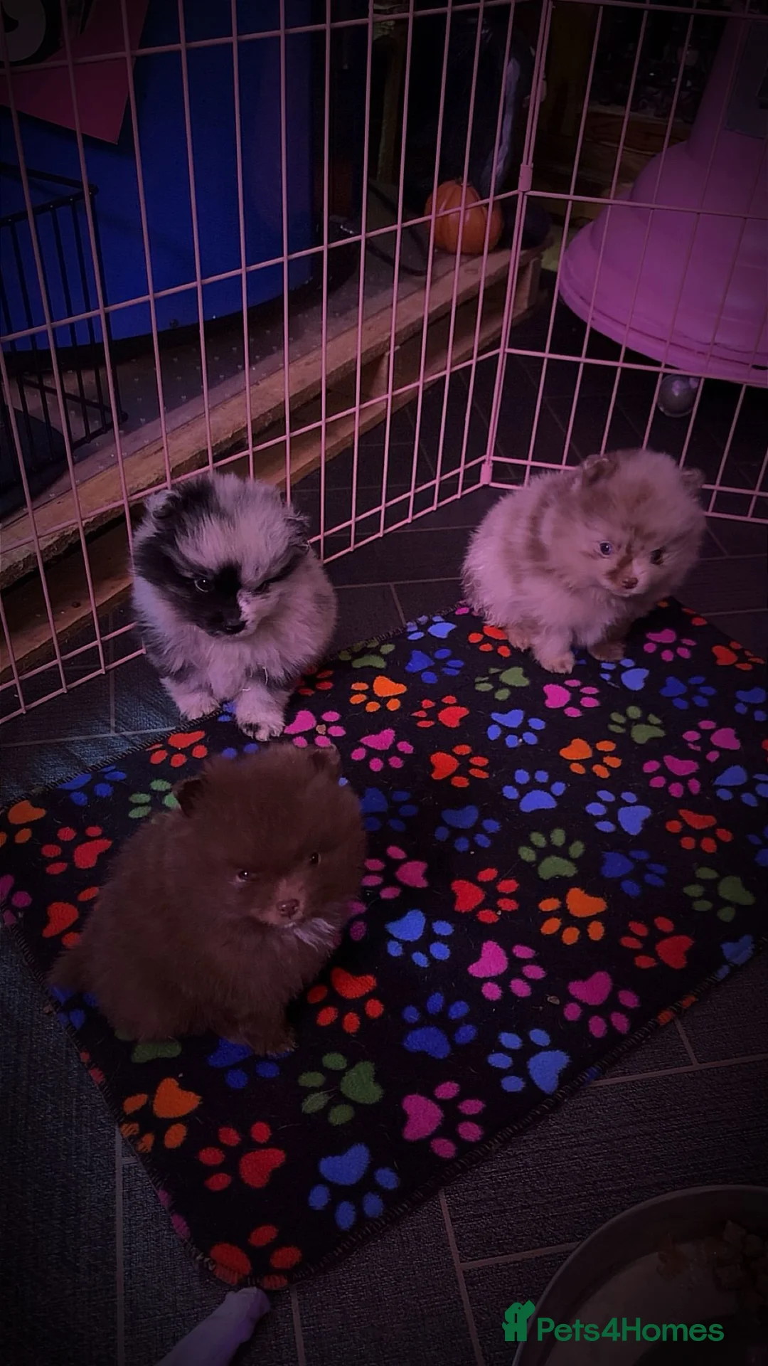 Pomeranian dogs for stud: Beautiful blue eyed Alaskan merle Pomeranian stud in Swansea - Advert 8