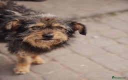 Mixed Breed dogs for adoption: 💖🐶 MALVINA 🐶💖 - Image 6