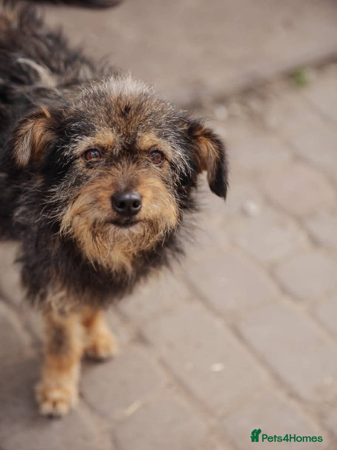 Mixed Breed dogs for adoption: 💖🐶 MALVINA 🐶💖 - Image 6