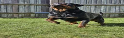 Rottweiler dogs for sale: STUNNING EUROPEAN BLOODLINE ROTTWEILER PUPPIES in Bracknell - Advert 3