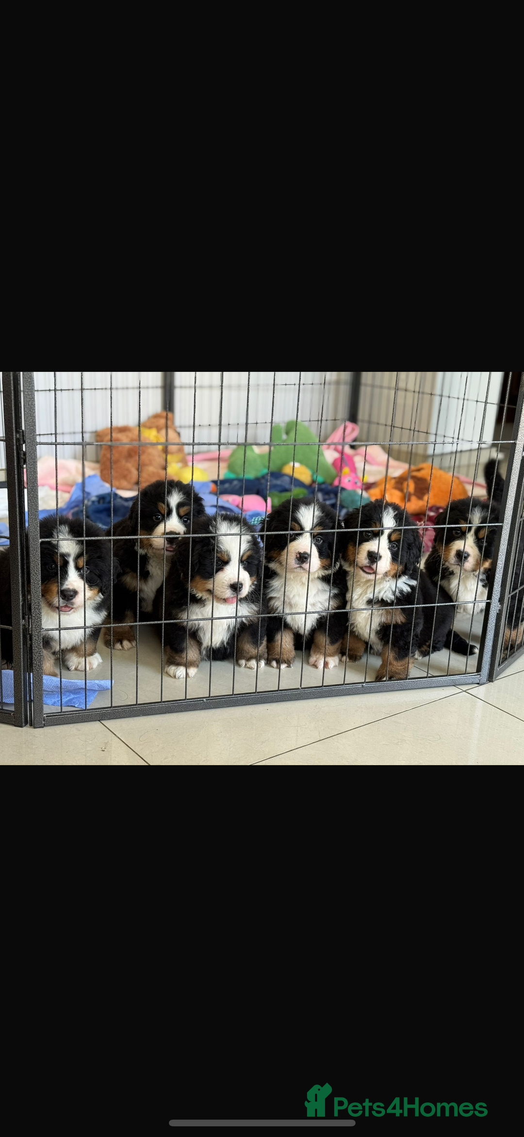 Bernese Mountain Dog dogs for stud: Gorgeous Bernese stud Maui - Advert 20