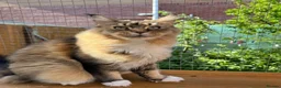 Maine Coon cats for sale: Stunning cat female Maine Coon black ticked tabby - Advert 2
