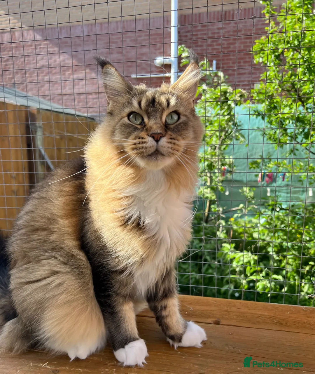 Maine Coon cats for sale: Stunning cat female Maine Coon black ticked tabby - Advert 2