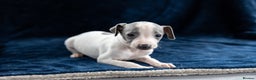 Italian Greyhound dogs for sale: READY TO GO IN 5 DAYS  - Advert 23