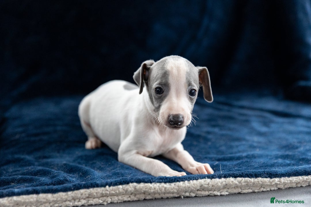 Italian Greyhound dogs for sale: READY TO GO IN 5 DAYS  - Advert 23