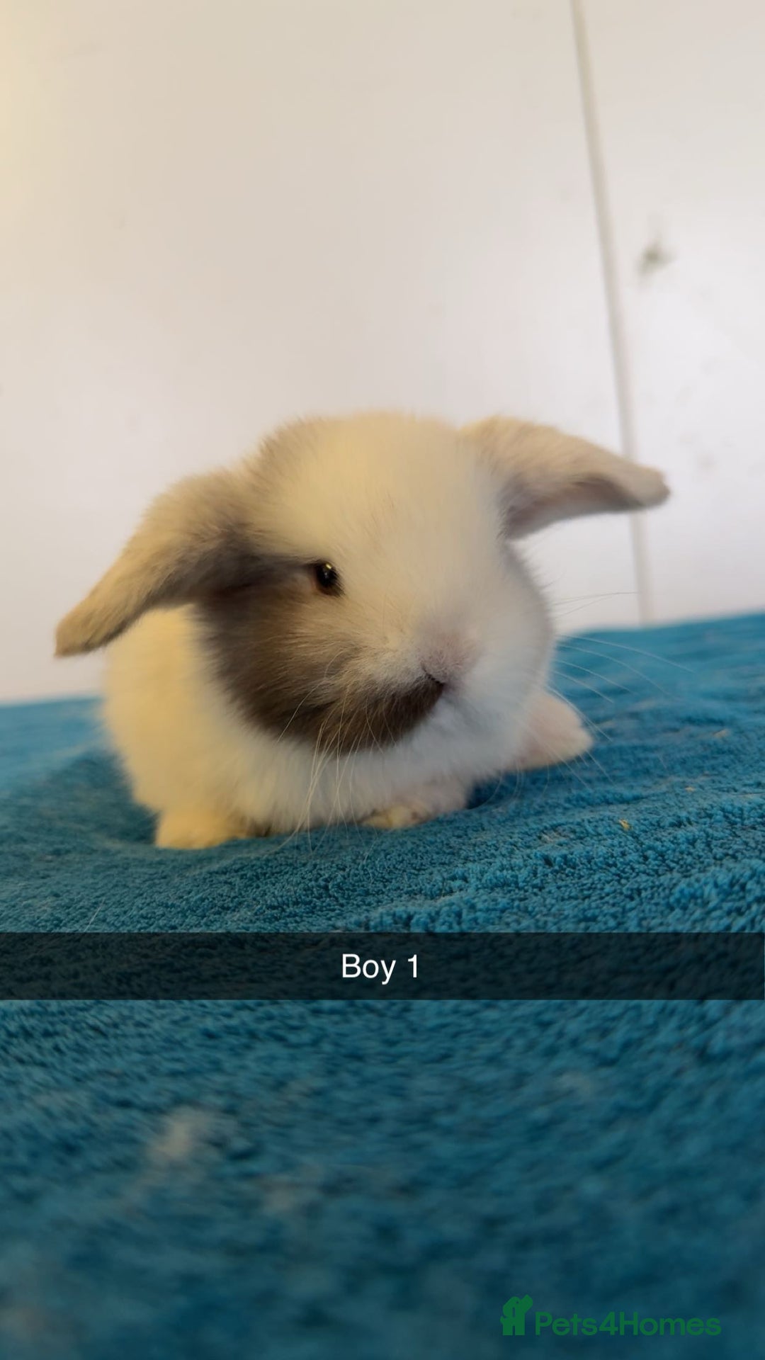 Mini Lop rabbits for sale: Pure mini lops for reserve  - Image 10