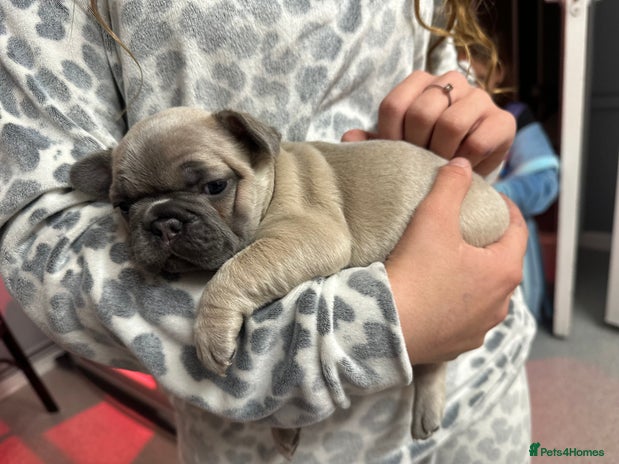 French Bulldog dogs 4 Beautiful Girl Frenchie's - Advert 9