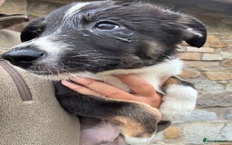 Border Collie dogs for sale: Border collie puppies  - Image 3