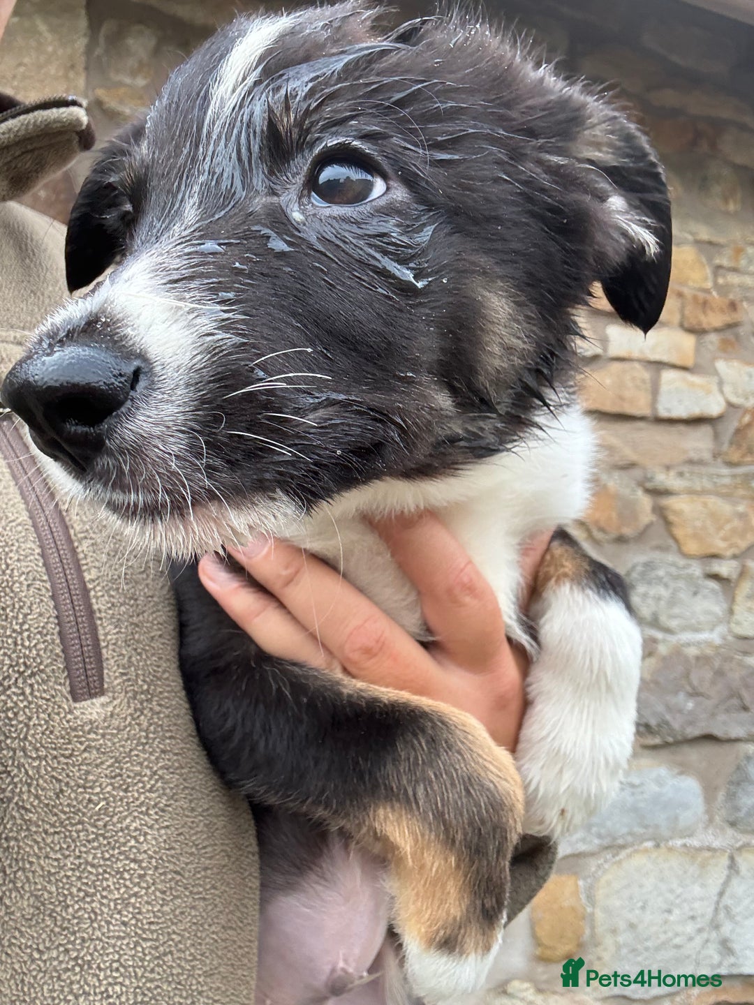 Border Collie dogs for sale: Border collie puppies  - Image 3