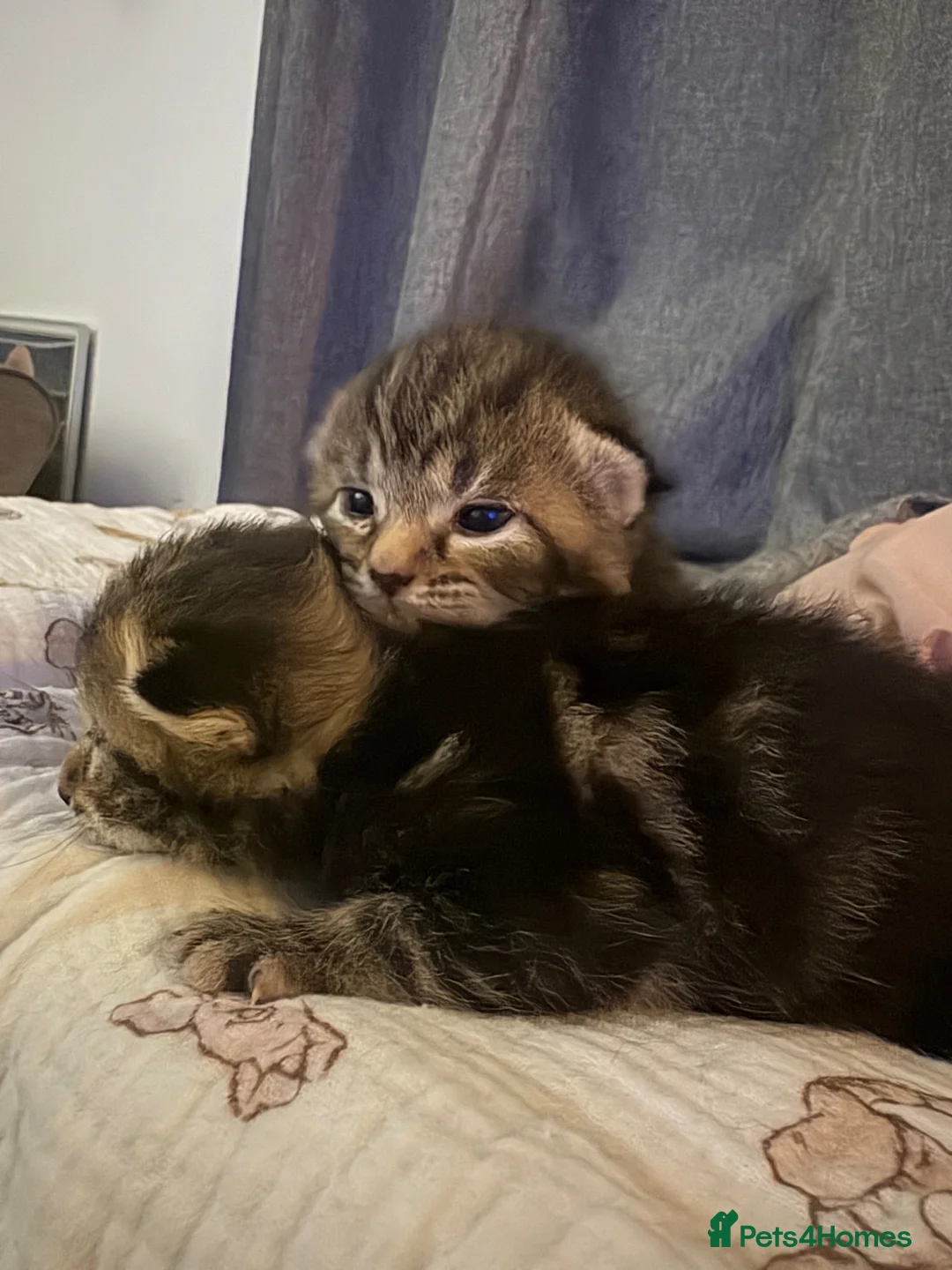 Mixed Breed cats for sale: 2 gorgeous female kittens  in Glasgow - Advert 8