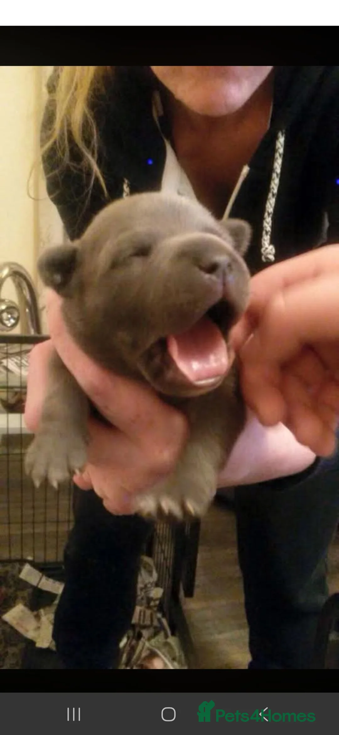 Staffordshire Bull Terrier dogs for stud: ZEUS for stud duties fully kc stunning blue lad  - Advert 26