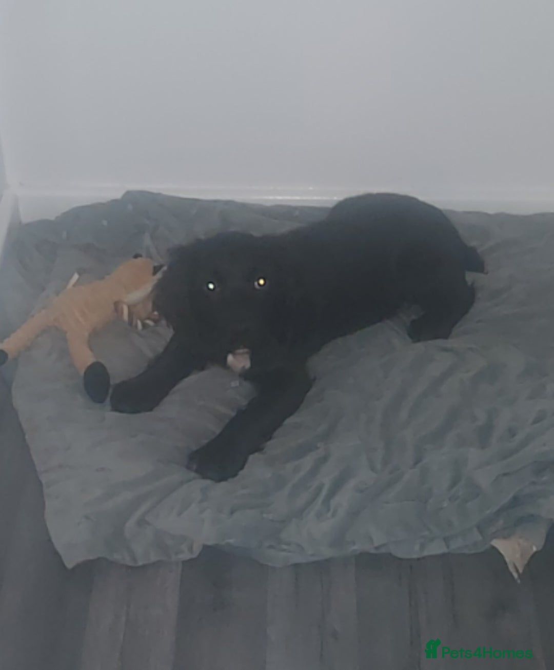 Sprocker dogs for sale: F1 SPROCKER SPANIELS ( 1 BOY LEFT )  - Advert 8