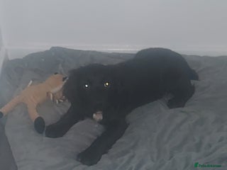 Sprocker dogs F1 SPROCKER SPANIELS ( 1 BOY LEFT ) - Advert 1