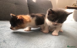 Mixed Breed cats for sale: 5 kittens for sale - Advert 32