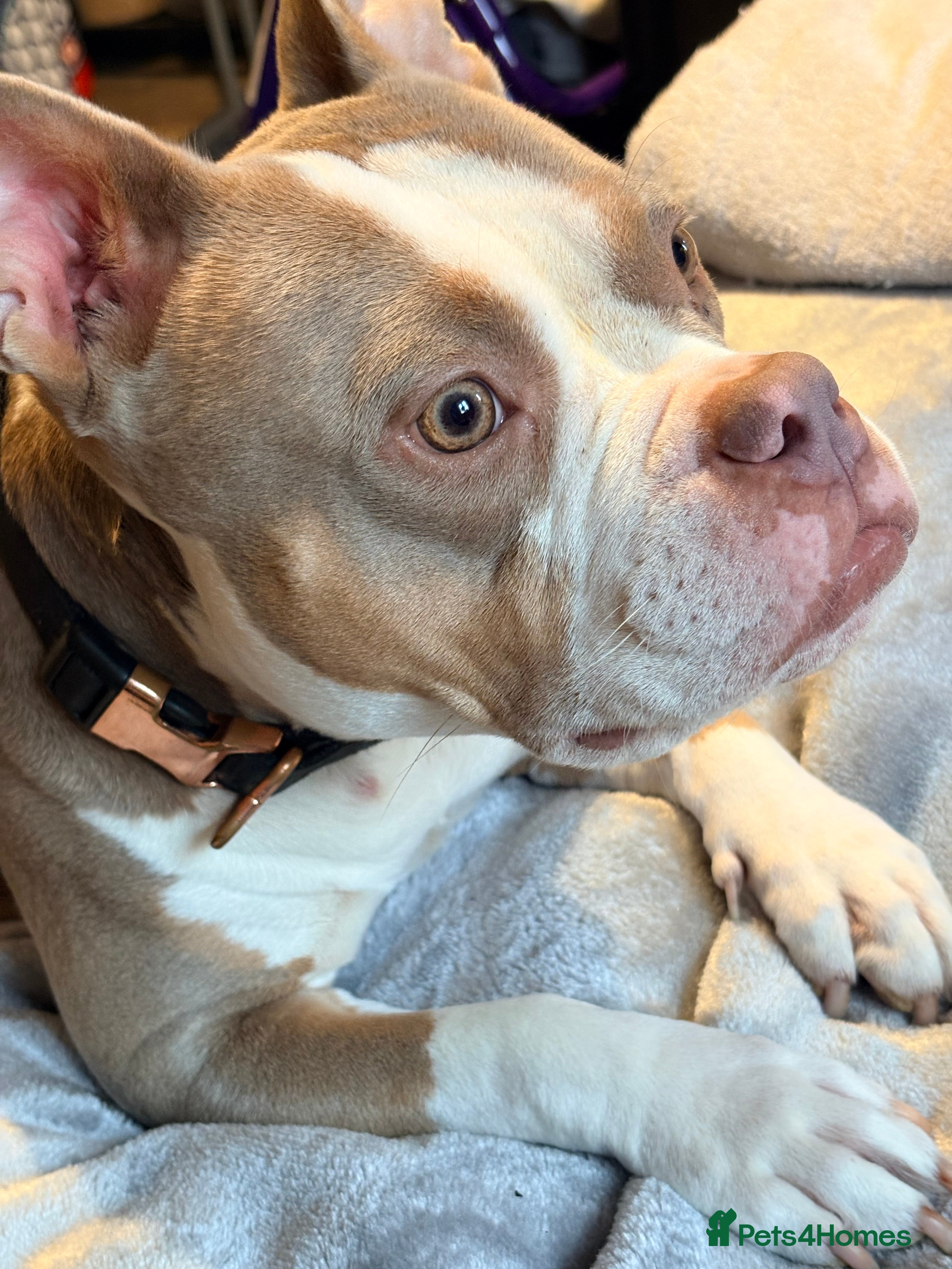 American Bully dogs Mysti – Loving 3-Year-Old American Pocket Bully - Advert 1