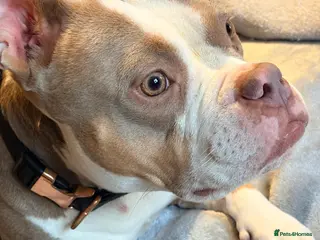 American Bully dogs Mysti – Loving 3-Year-Old American Pocket Bully - Advert 1