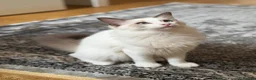 Ragdoll cats for sale: Ragdoll Male Kitten in Stoke-on-Trent - Advert 3