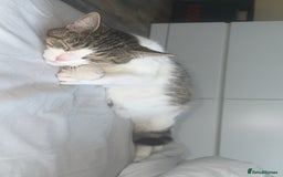 Mixed Breed cats for sale: Angel - Image 3