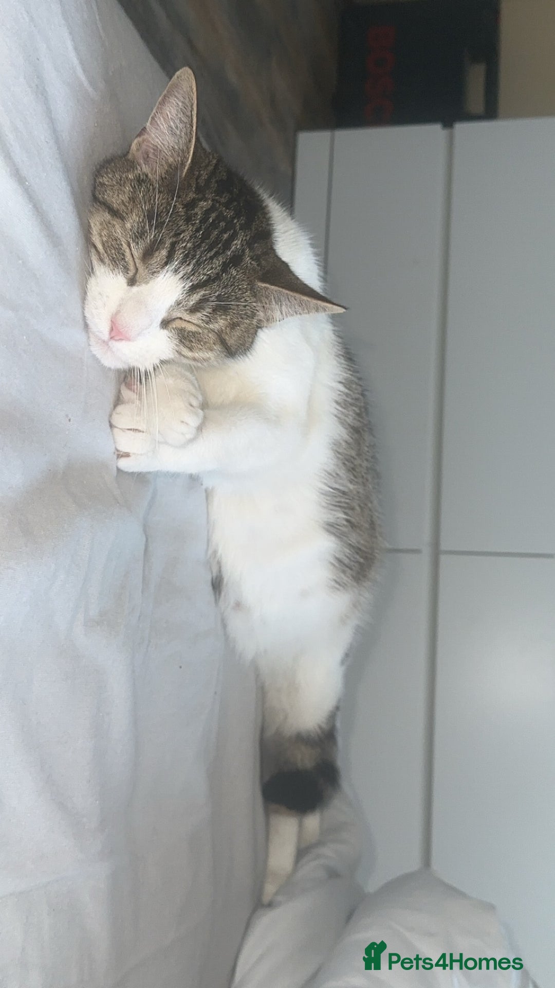 Mixed Breed cats for sale: Angel - Image 3