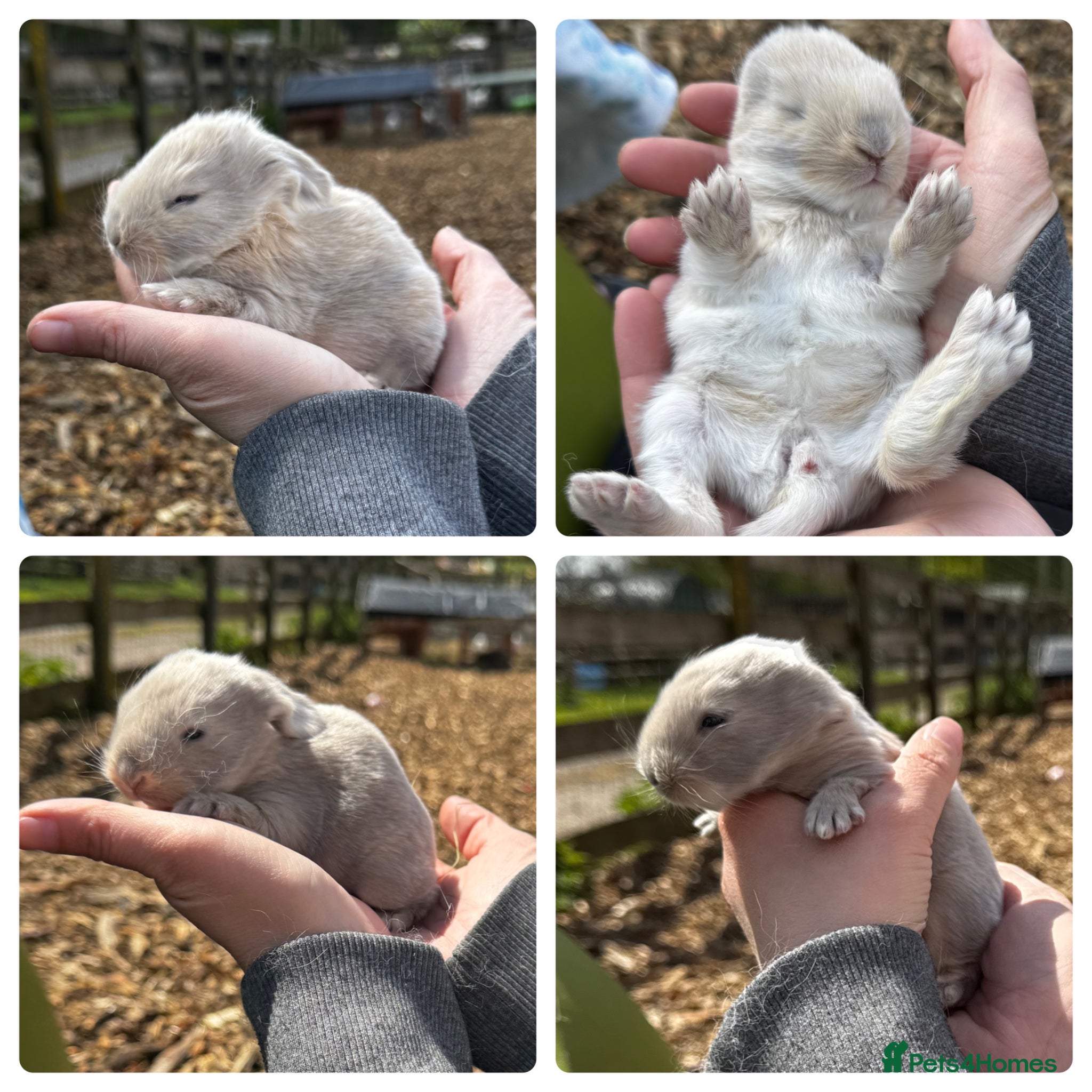 French Lop rabbits 🩵🩷 French lop kits 🩷🩵 - Advert 7