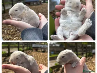 French Lop rabbits 🩵🩷 French lop kits 🩷🩵 - Advert 7