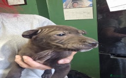 Mixed Breed dogs for sale: Cocker pei puppies ready now  - Image 11