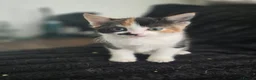 Mixed Breed cats for sale: Kittens for sale in Blackburn - Advert 4