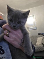 British Shorthair cats - Advert 12