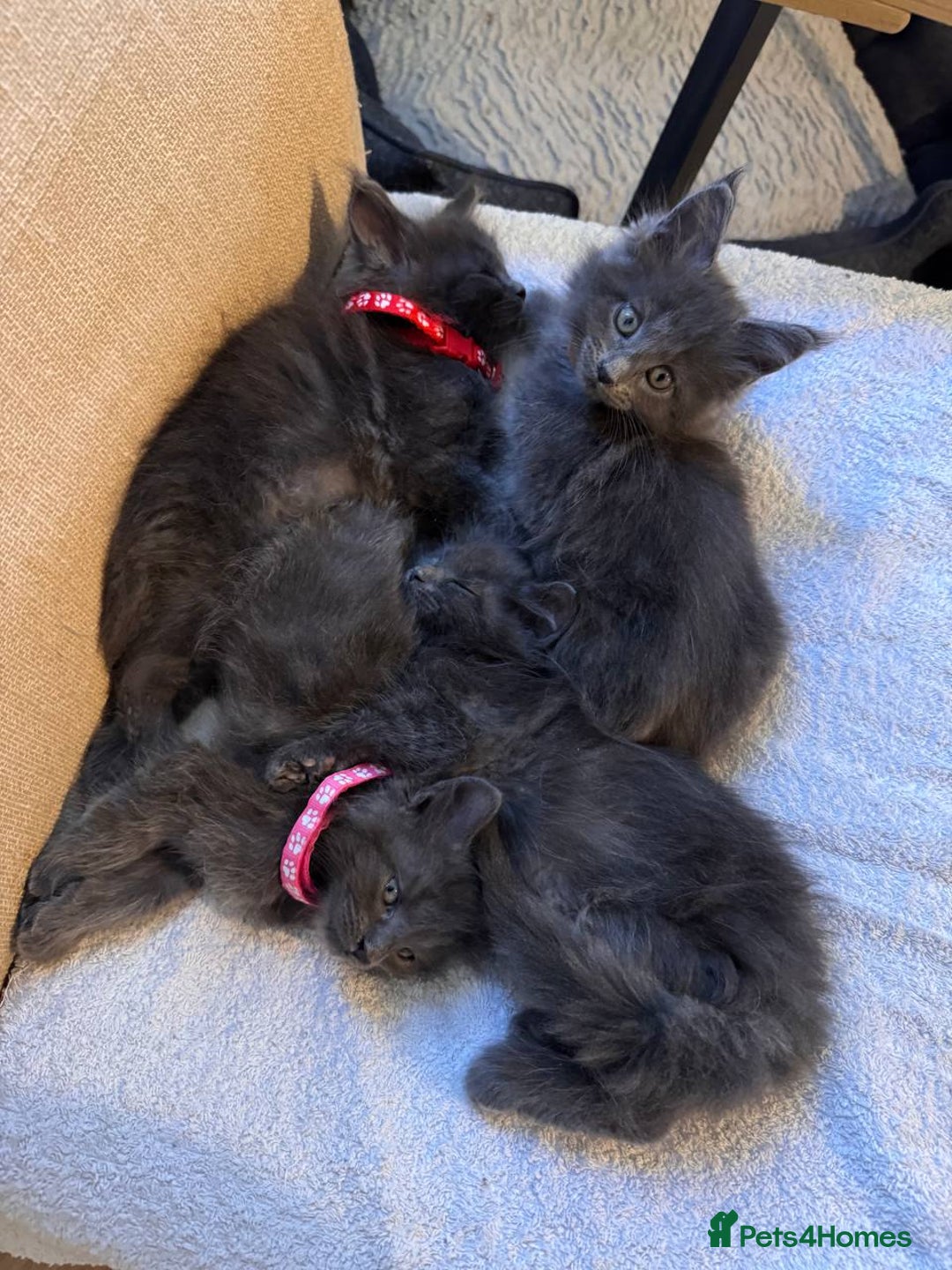 Maine Coon cats for sale: Upcoming Pedigree MaineCoonLitterReservations Open - Advert 8