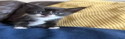 Mixed Breed cats for sale: Beautiful Kittens - Advert 6