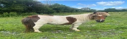 Shetland pony horses for sale: Miniature Shetland Mare - Advert 1