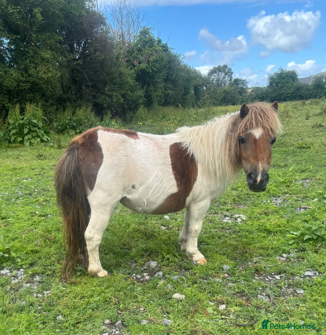 Shetland pony horses for sale: Miniature Shetland Mare - Advert 1