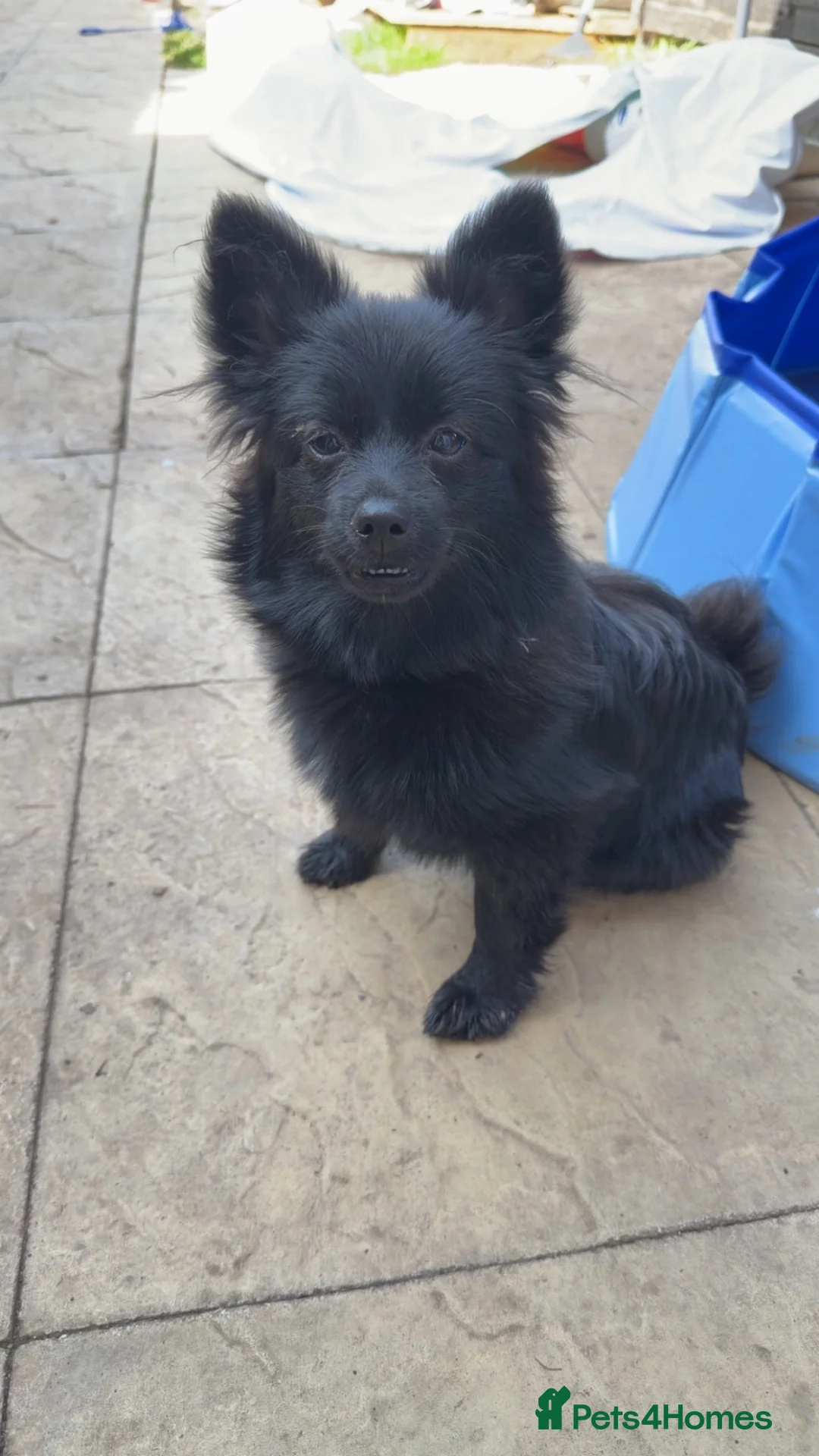 Pomeranian dogs for sale: 8 Month Old Female Pom in Eastleigh - Advert 2